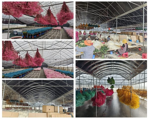 dried flower factory
