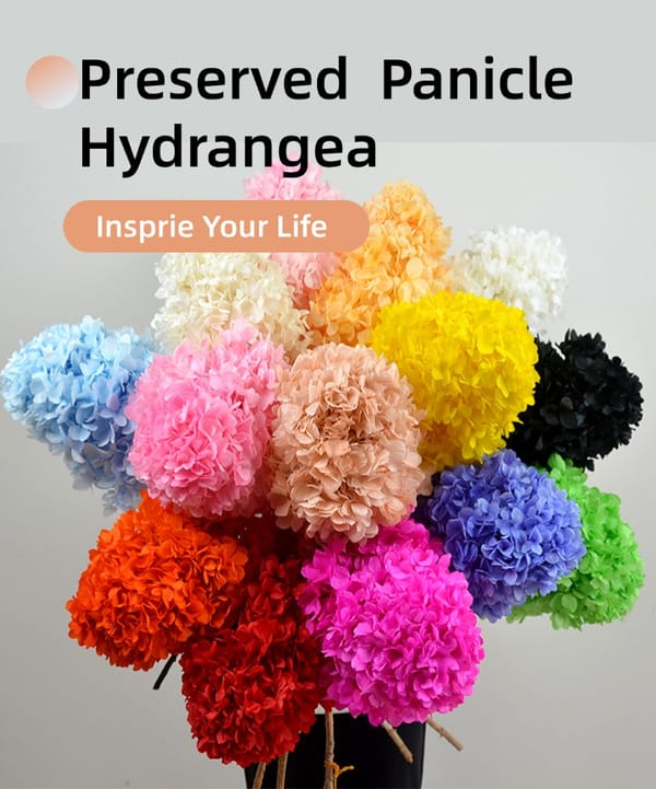 Colorful preserved panicle hydrangea flowers in multiple vibrant colors for wedding, home décor, and event arrangements