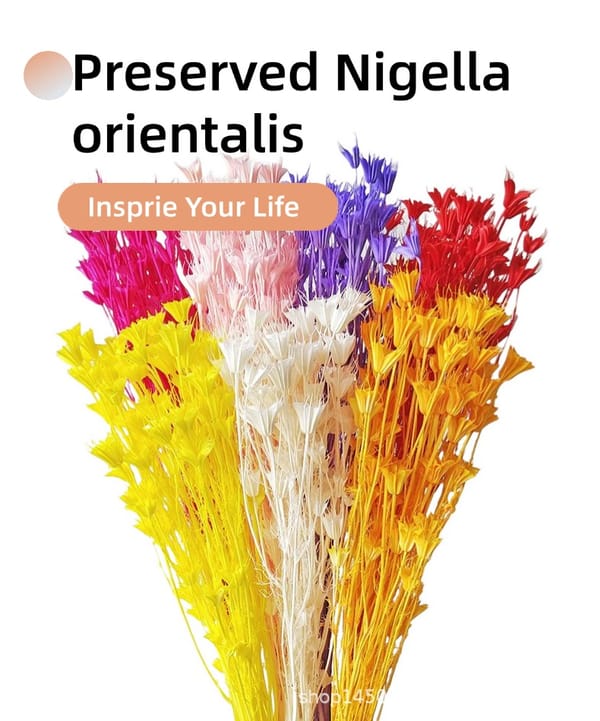 Presered Nigella Orientalis