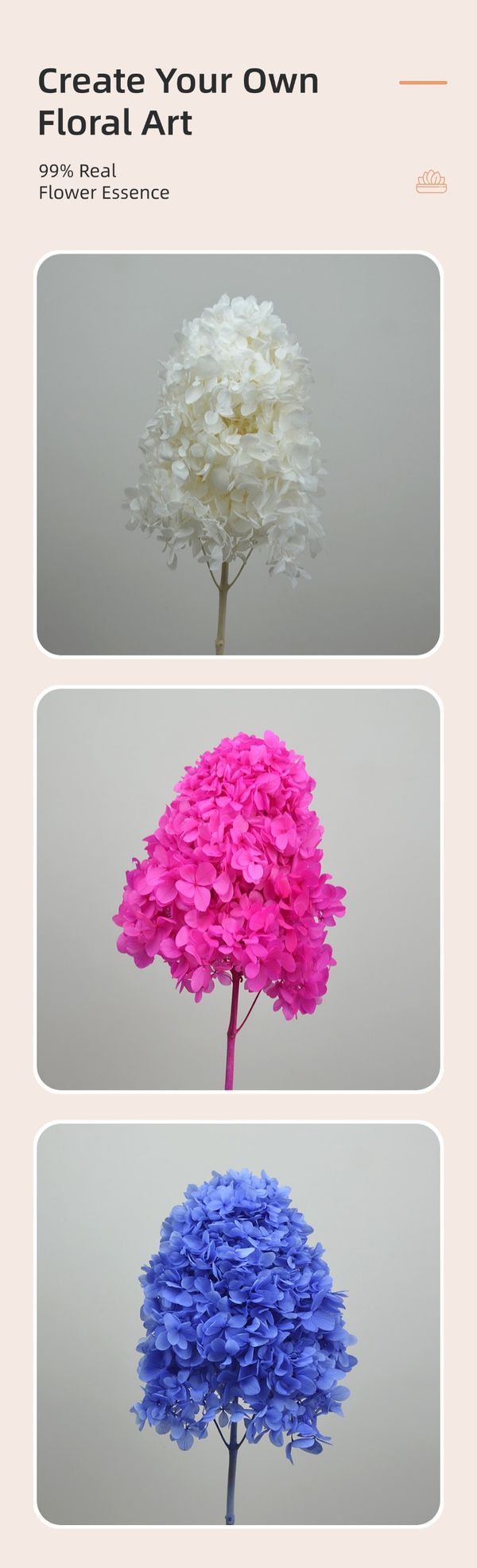 Colorful preserved panicle hydrangea flowers in multiple vibrant colors for wedding, home décor, and event arrangements
