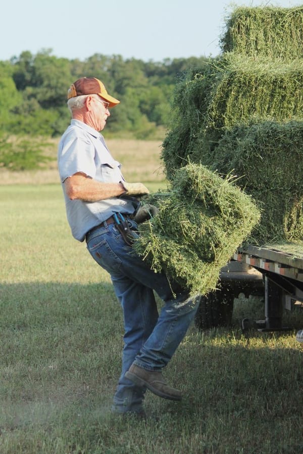 Alfalfa Hay for Sale Near Me Alfalfa Hay for Sale Near Me