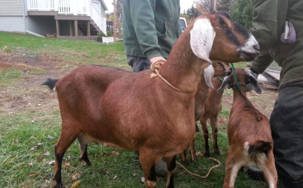 Nubian Goats for Sale