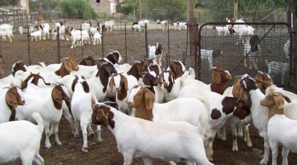 Boer Goat for Sale