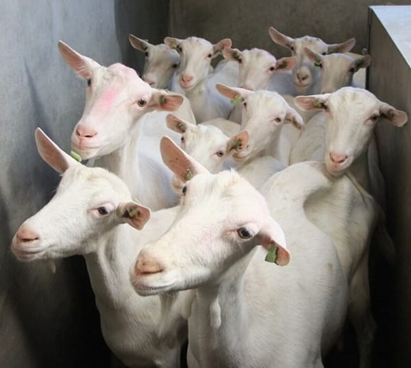 Saanen Goats for Sale