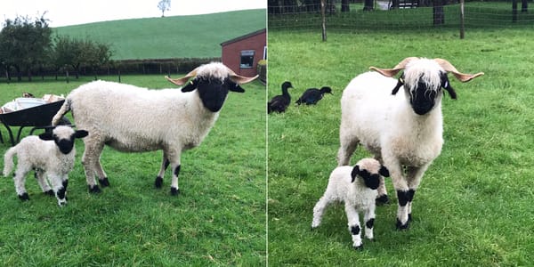 Valais Blacknose Sheep for Sale Valais Blacknose Sheep for Sale
