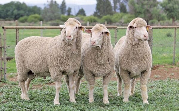 merino sheep for sale