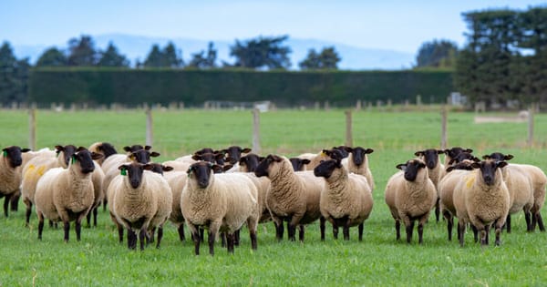 Suffolk Sheep for Sale