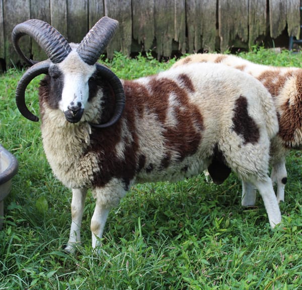 Jacob Sheep for Sale