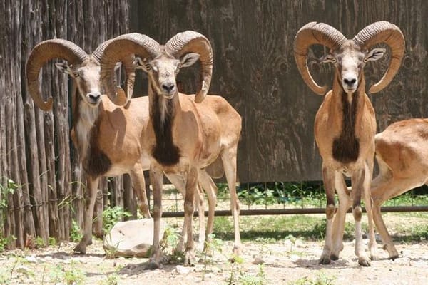Bighorn Sheep for Sale