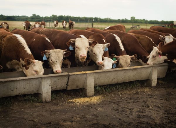 Hereford Cows for Sale Hereford Cows for Sale
