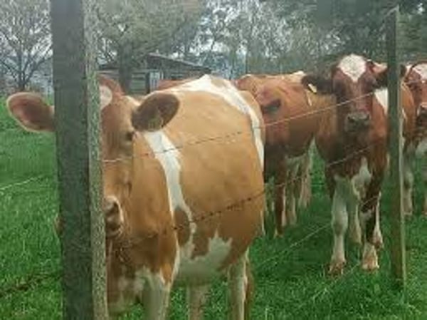 Guernsey Cow for Sale