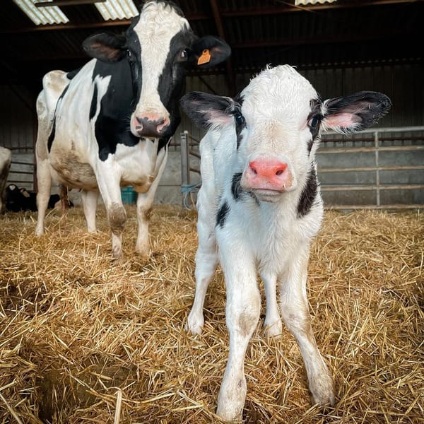 Holstein Cow for Sale Holstein Cow for Sale