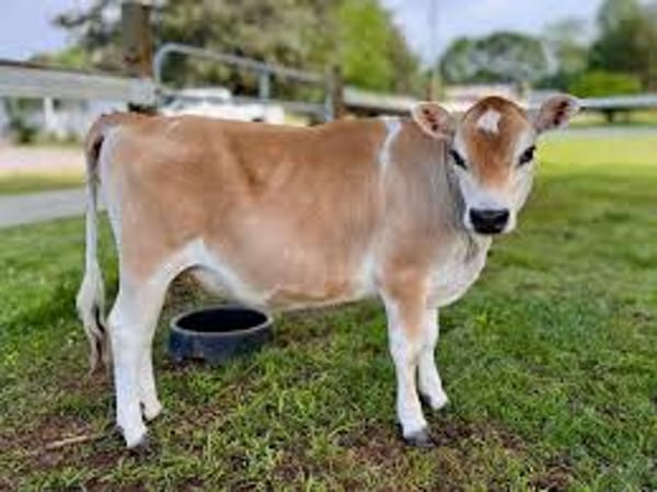 Mini Jersey Heifer for Sale
