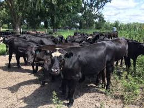Black Angus for Sale