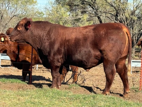 Red Angus Bull for Sale