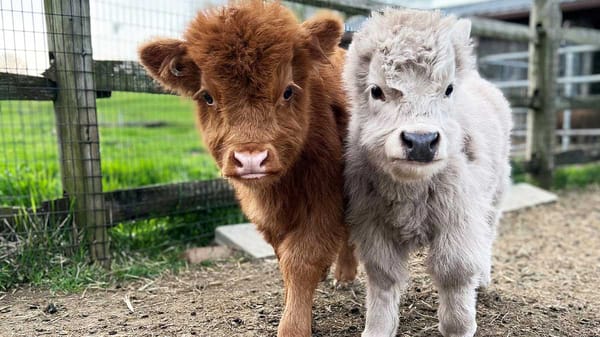 Mini Highland Cow for Sale