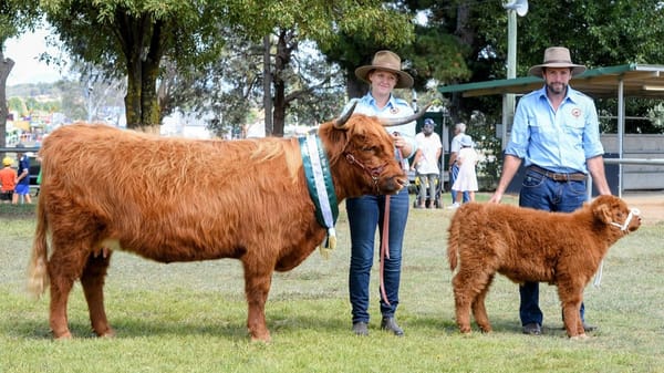 Miniature Highland Cows for Sale