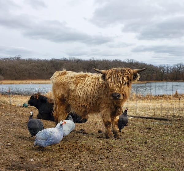 Mini Highland Cow for Sale Near Me