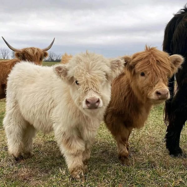Fluffy Mini Cow for Sale