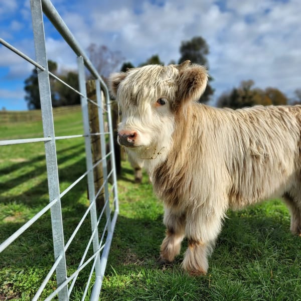 Mini Fluffy Cows for Sale