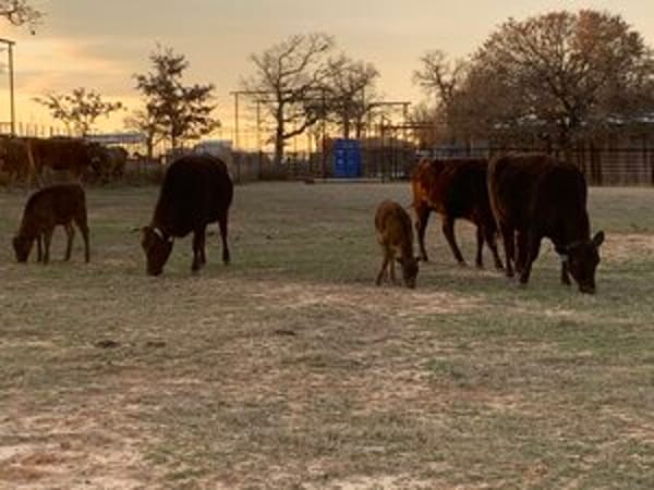 Wagyu Bull for Sale