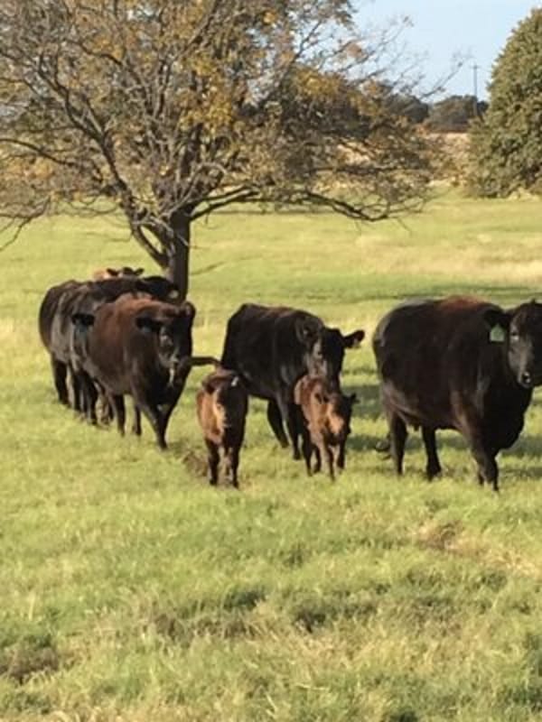 Wagyu Bull Calves for Sale