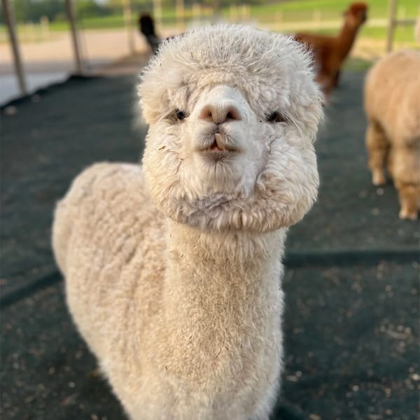 Alpacas for Sale