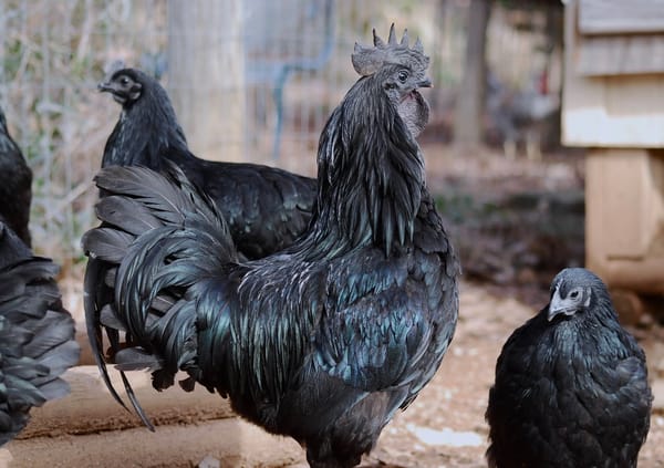 Cemani Chicken for Sale