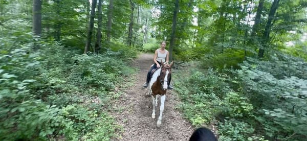 Paint Horse for Sale