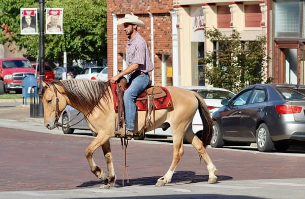 Fjord Horse for sale