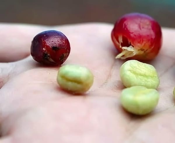 Peaberry vs Normal Coffee Cherry