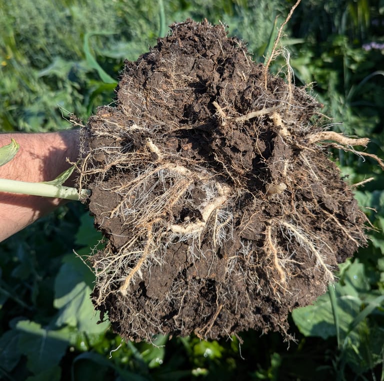 roots grow laterally in sealed and compacted soils