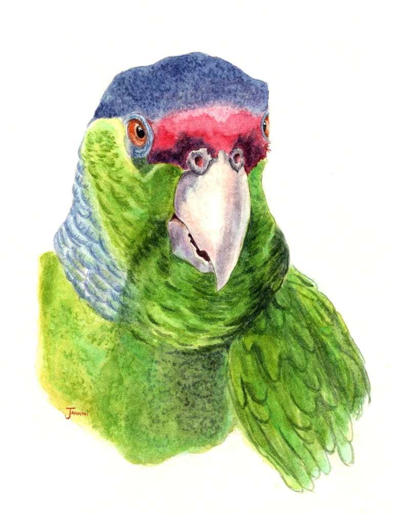 Polly The Parrot, watercolor with pen and ink portrait, rockstarlegendportraits.com