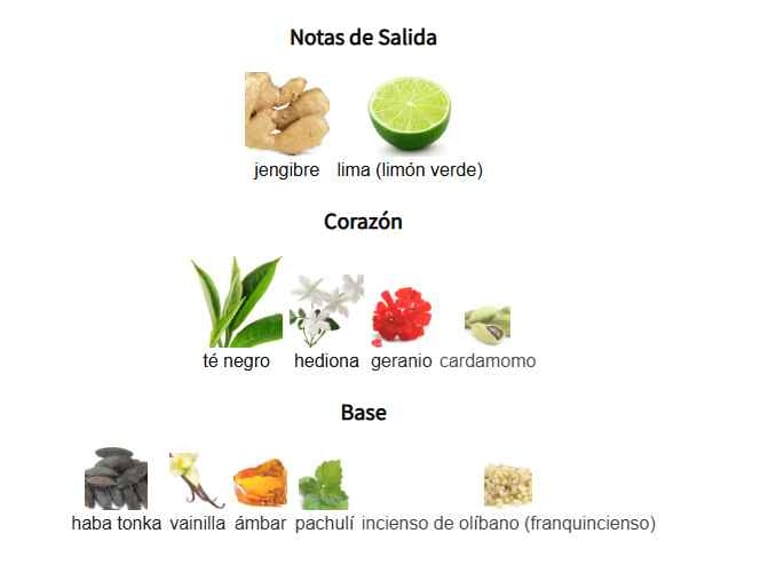 teas-me-aromatix-notas-olfativas