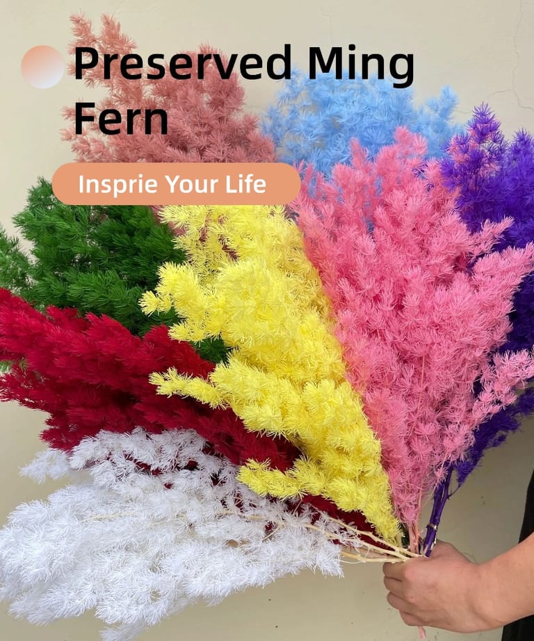 preserved ming fern preserved ming fern