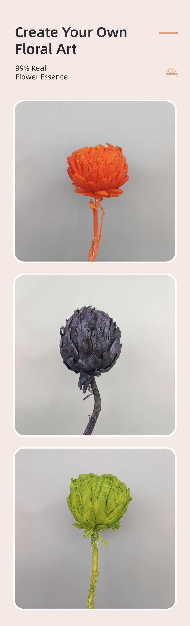 Preserved Artichoke Snow Lotus