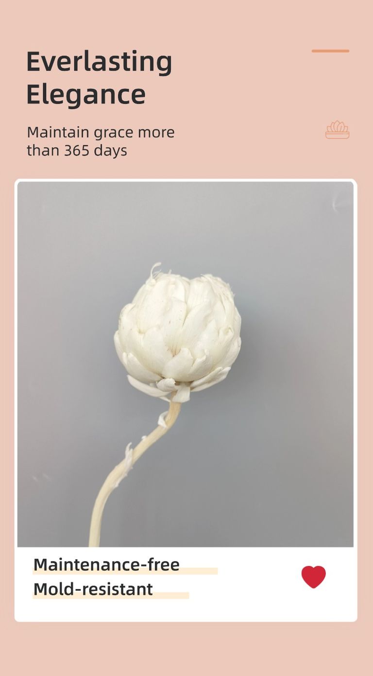 Preserved Artichoke Snow Lotus