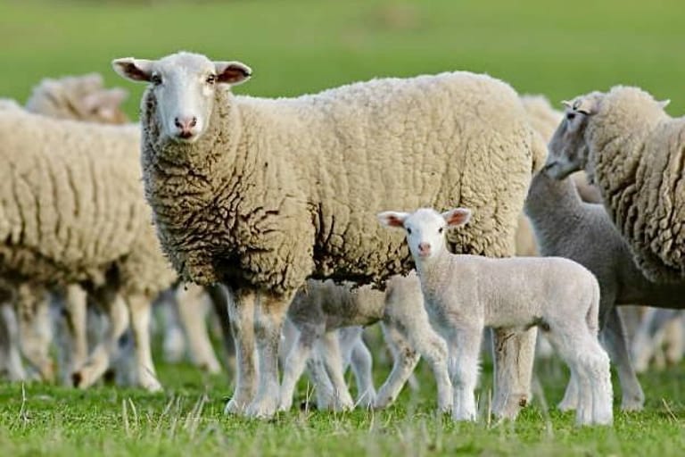 Merino Sheep for Sale Merino Sheep for Sale