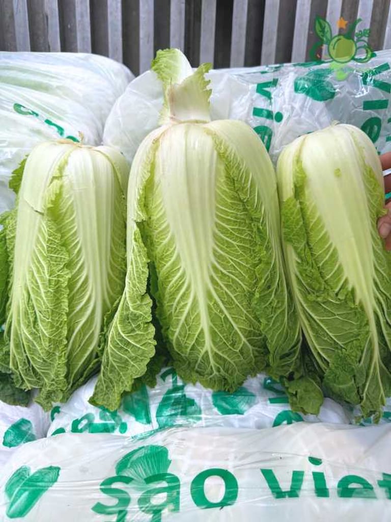 Cải thảo sao việt Cải thảo sao việt