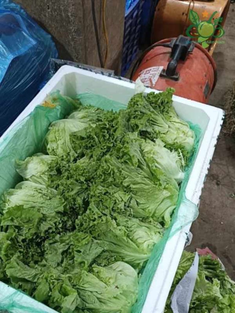 Xa-lach-xoan-12kg Xa-lach-xoan-12kg