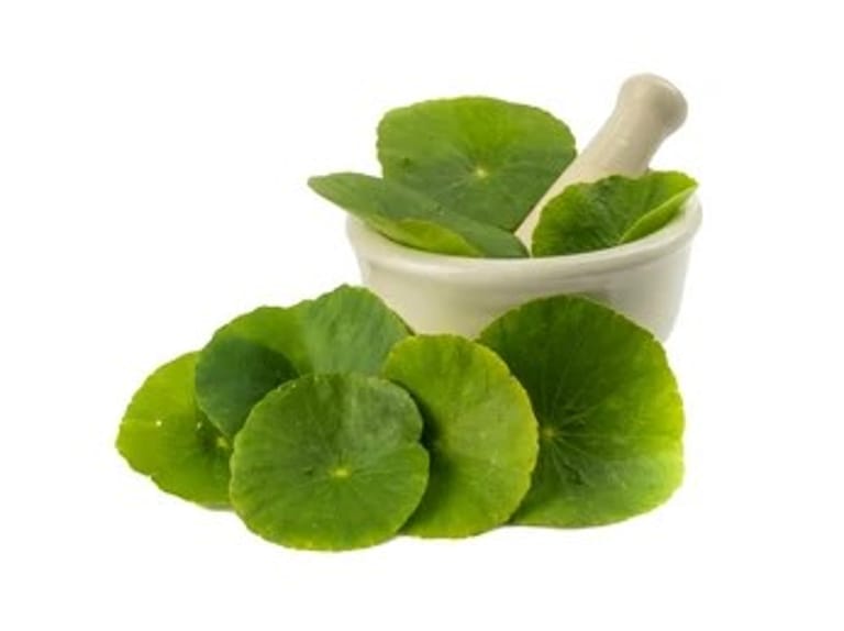 Blättern des asiatischen Wassernabels (Gotu Kola Pflanze)