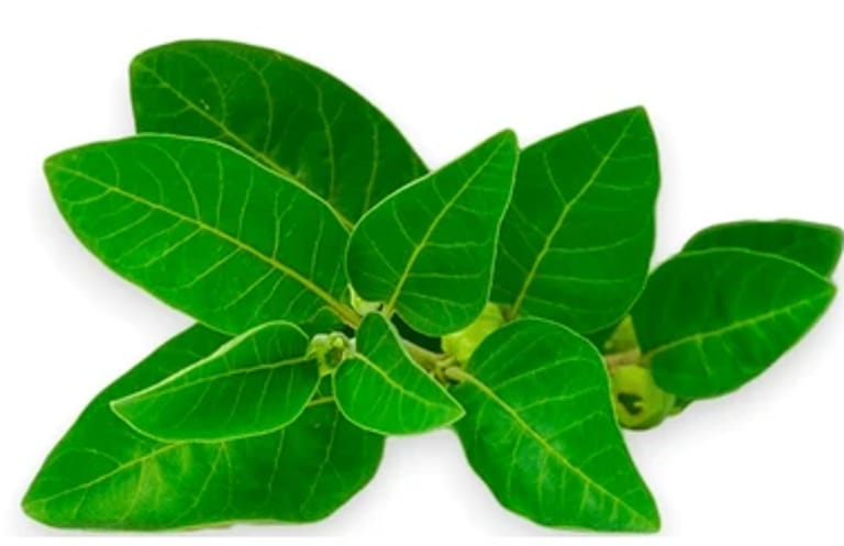 Ashwaganda