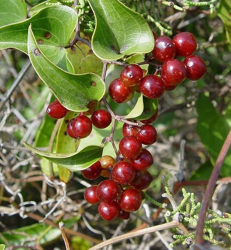 Sarsaparille