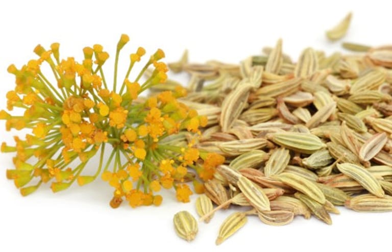 Fenchelsamen (Foeniculum vulgare)
