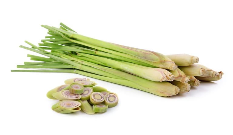 Zitronengras Zitronengras