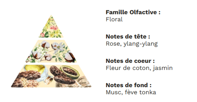PYRAMIDE OLFACTIVE - Fleur de coton PYRAMIDE OLFACTIVE - Fleur de coton