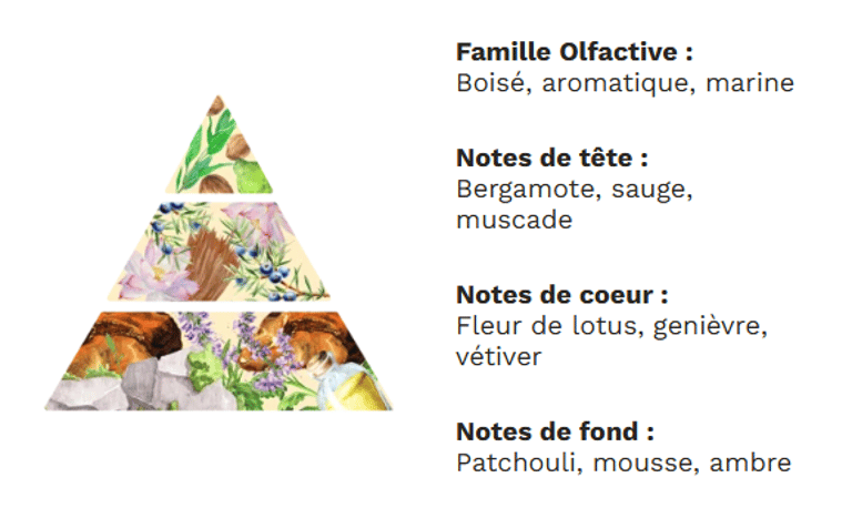 PYRAMIDE OLFACTIVE - Bois flotté PYRAMIDE OLFACTIVE - Bois flotté