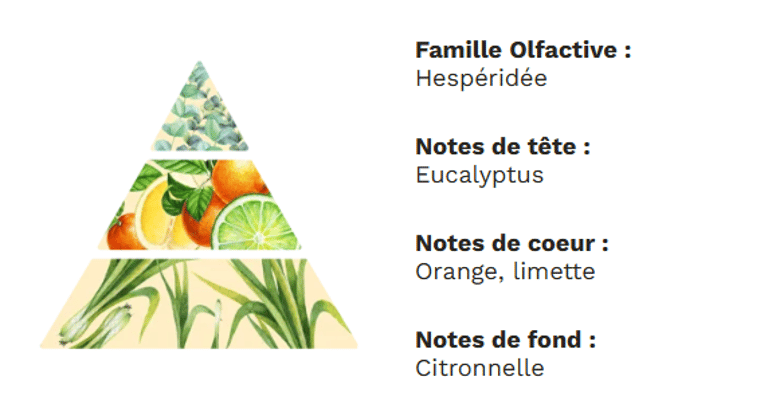 Pyramide olfactive - Agrumes Pyramide olfactive - Agrumes