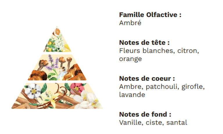 PYRAMIDE OLFACTIVE - Ambre PYRAMIDE OLFACTIVE - Ambre
