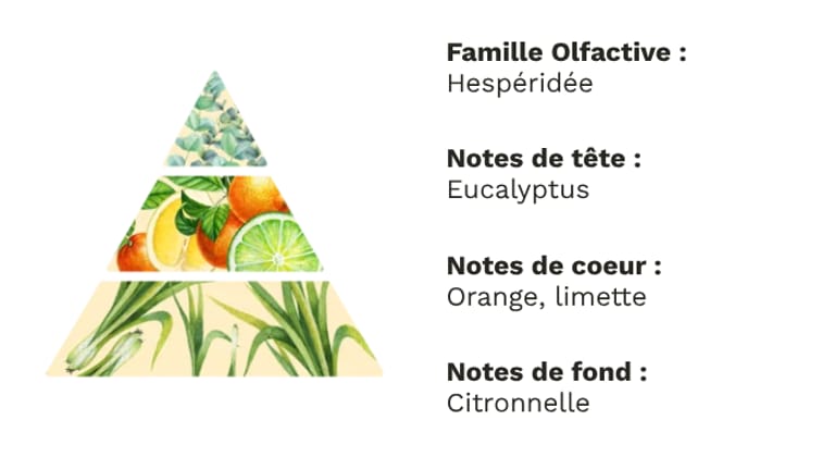 PYRAMIDE OLFACTIVE - AGRUMES